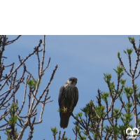 گونه لیل Eurasian Hobby